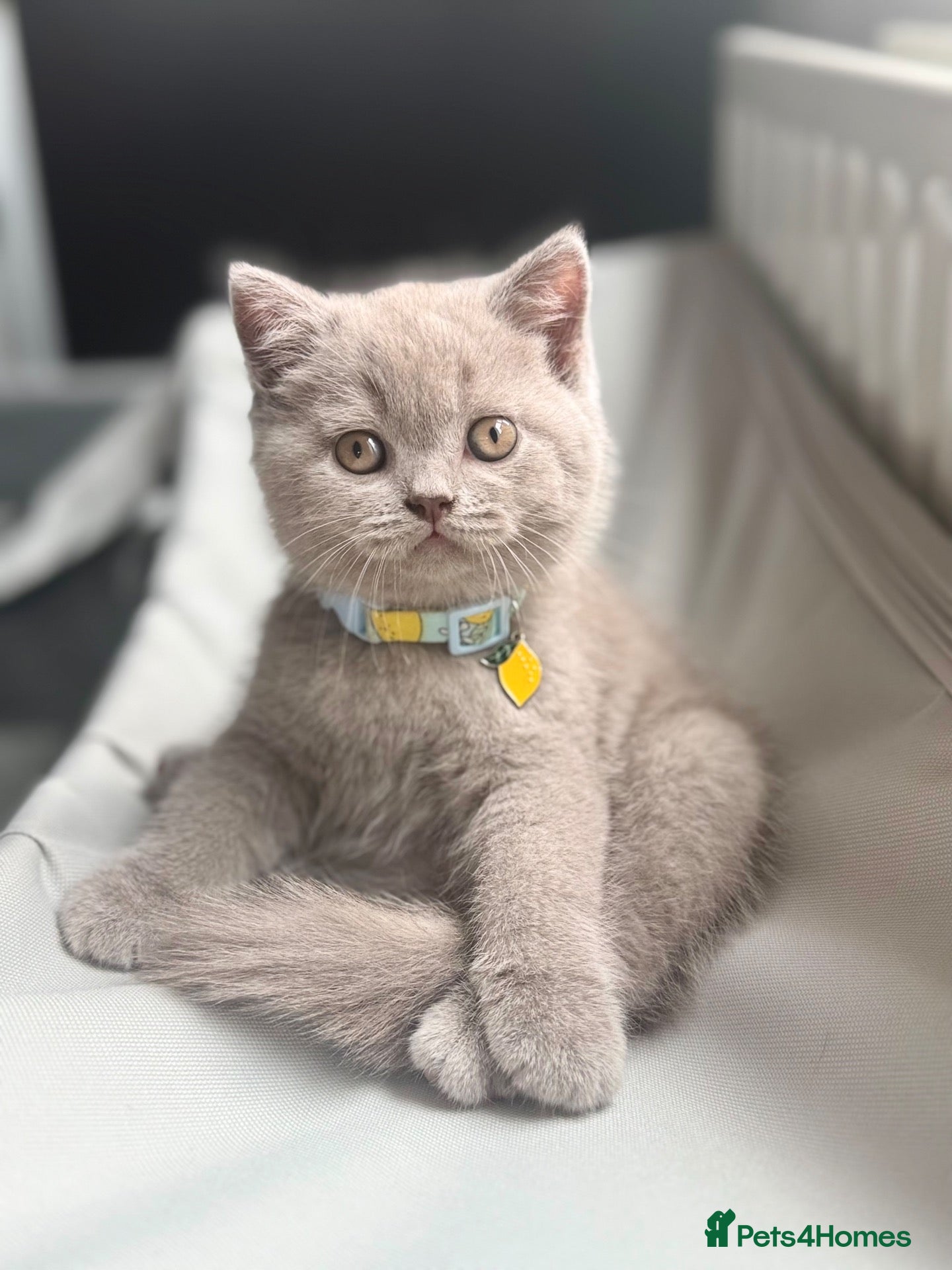 Scottish Fold cats Scottish fold - Advert 2