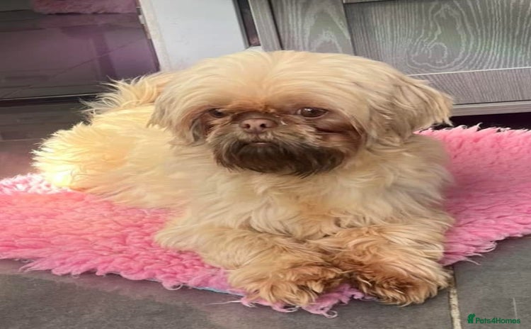 Shih Tzu dogs - Advert 1