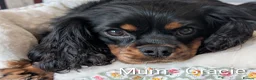 Cavalier King Charles Spaniel dogs for sale: Black & Tan Cavalier King Charles Spaniel Puppies in High Peak - Advert 5
