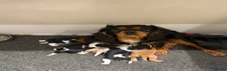 Cavalier King Charles Spaniel dogs for sale: Kc cavalier puppies dna clear  - Advert 2