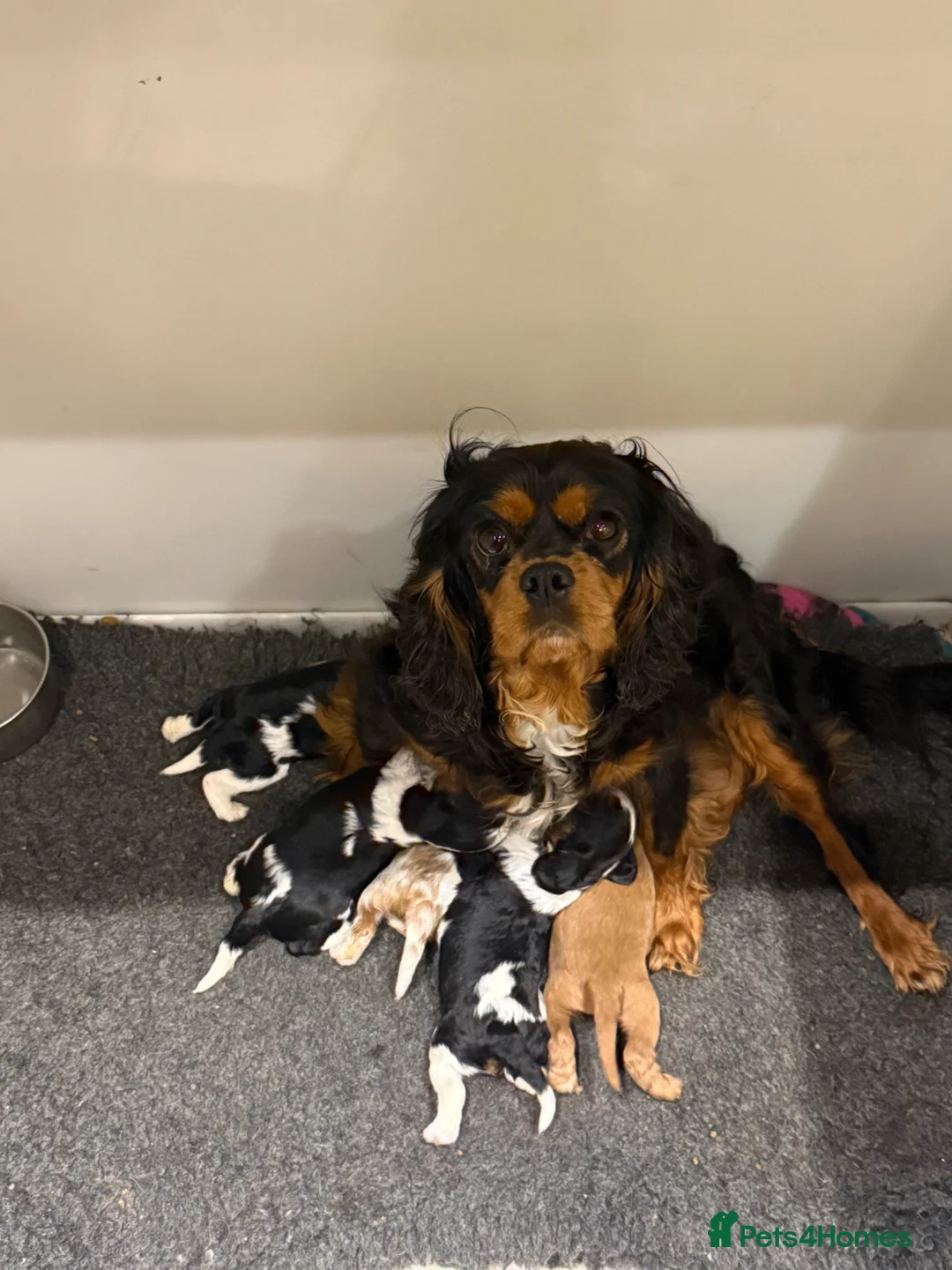 Cavalier King Charles Spaniel dogs for sale: Kc cavalier puppies dna clear  - Advert 2