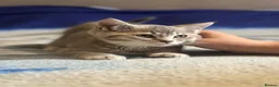 British Shorthair cats for sale: Beautiful BSH kittens - Advert 9