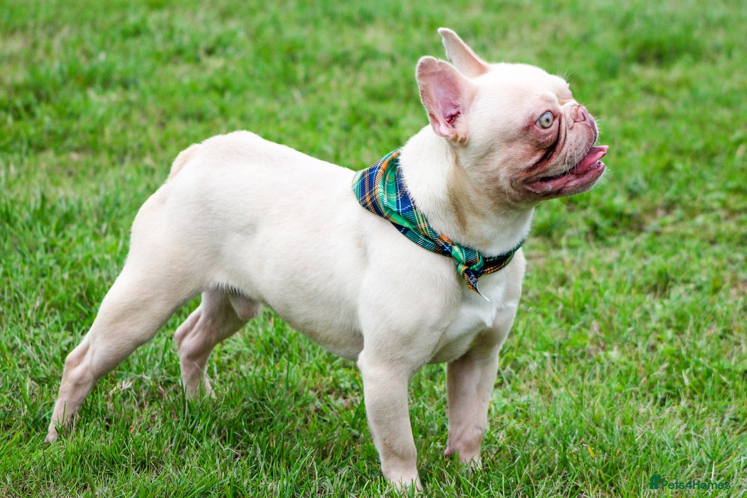 French Bulldog dogs for sale: Ebou x from highly tested Parents - Image 5