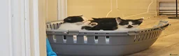 Mixed Breed cats for sale: Mother is shorthair father is mixed breed - Advert 8