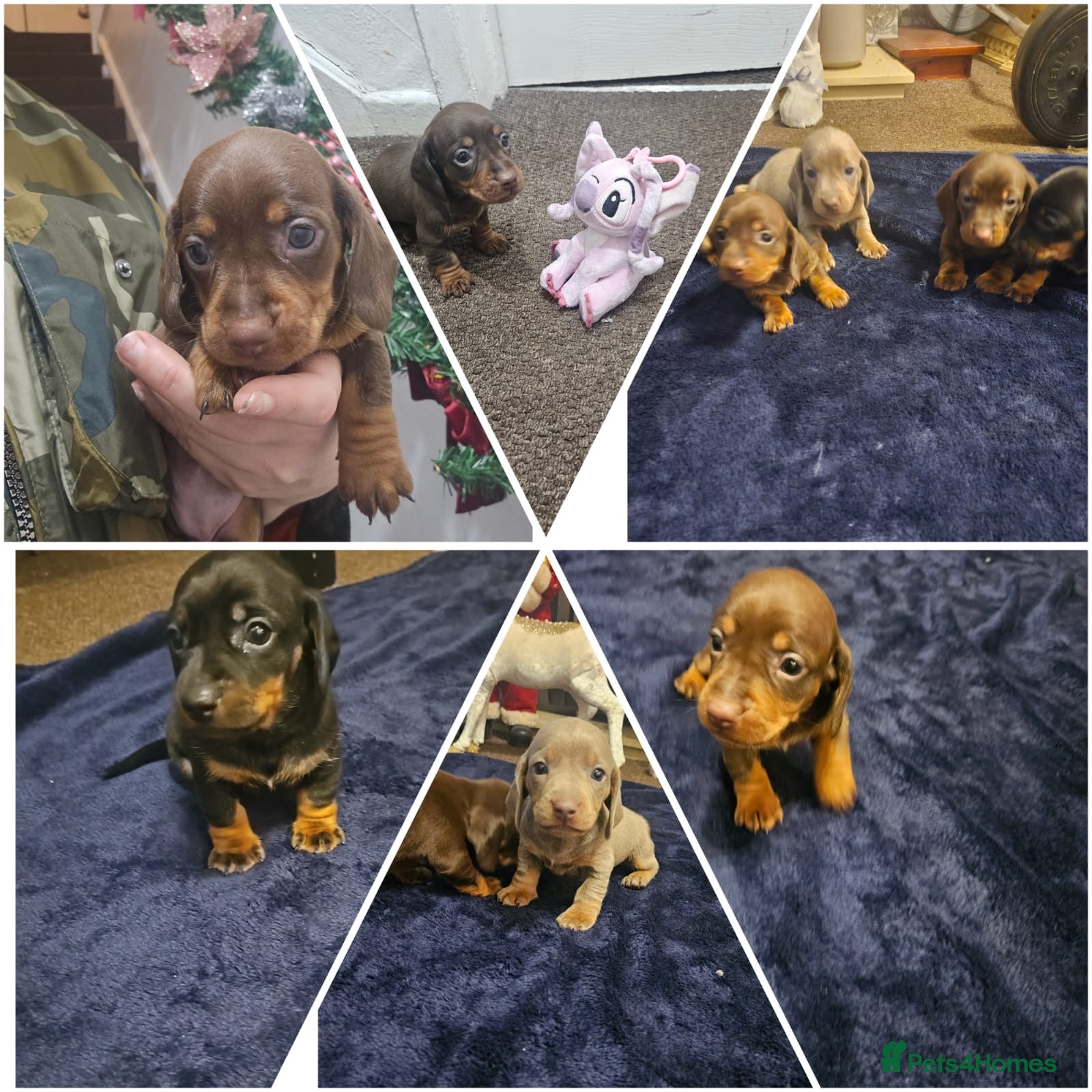 Miniature Dachshund dogs dachshund gorgeous,puppy perfect for  **  - Advert 13