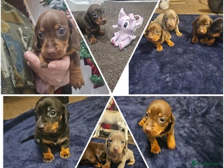 Miniature Dachshund dogs dachshund gorgeous,puppy perfect for ** - Advert 10