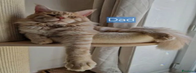 Simba