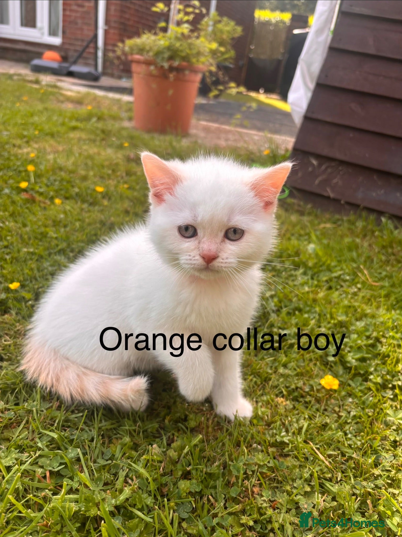British Shorthair cats GGCF Registered British shorthair cream CP kitten  - Advert 17