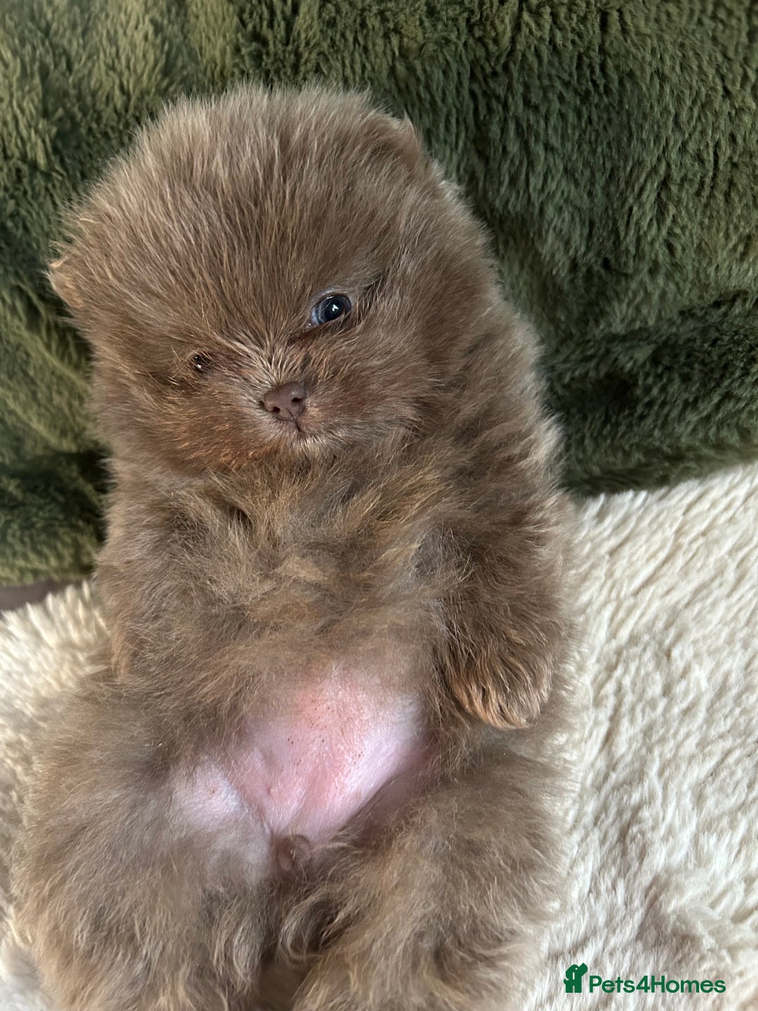 Pomeranian dogs for sale: Rare lavender Pomeranian puppy’s  - Advert 4