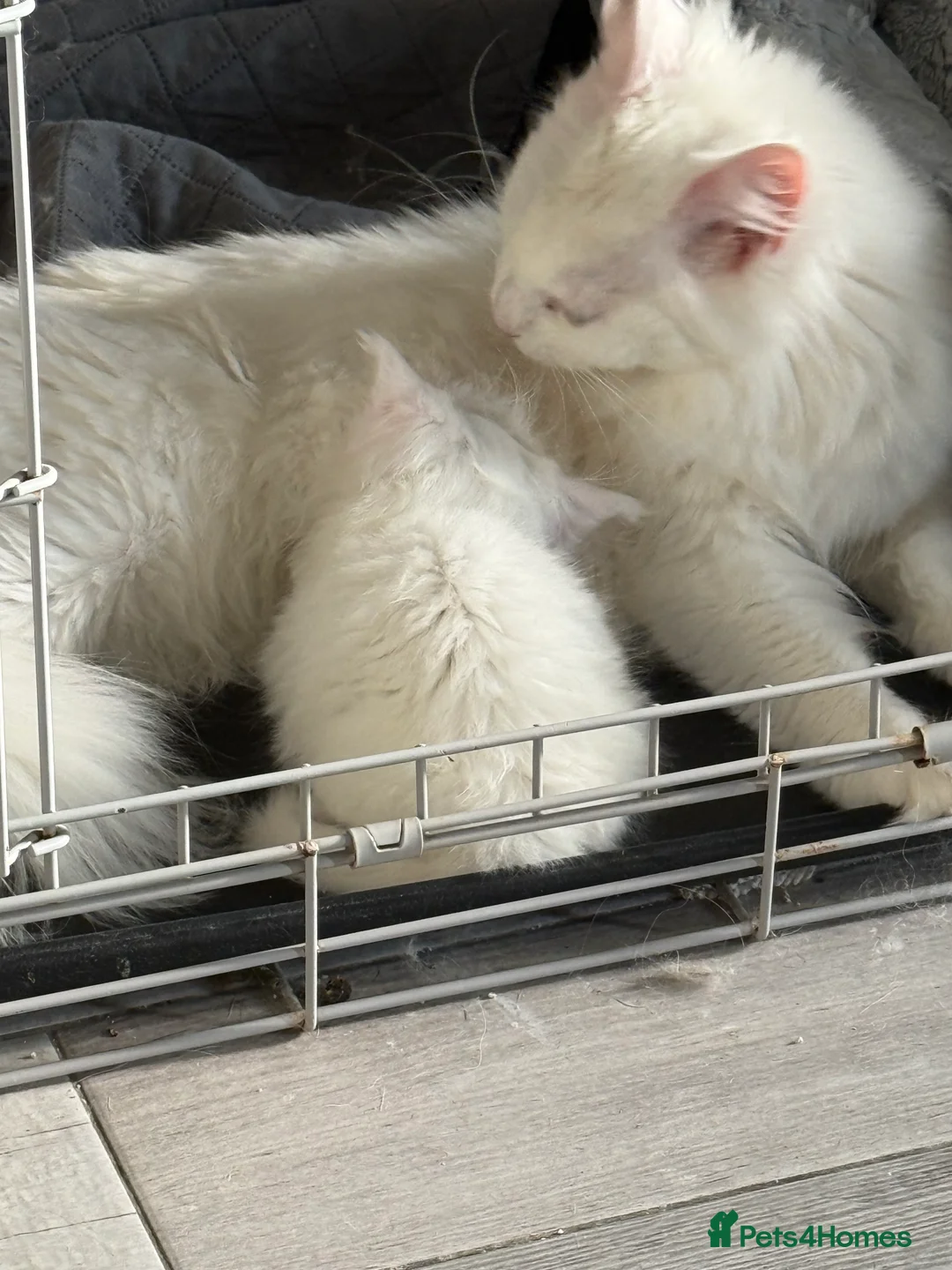 Maine Coon cats for sale: Maine Coon all white kitten 🐈‍⬛  - Advert 3