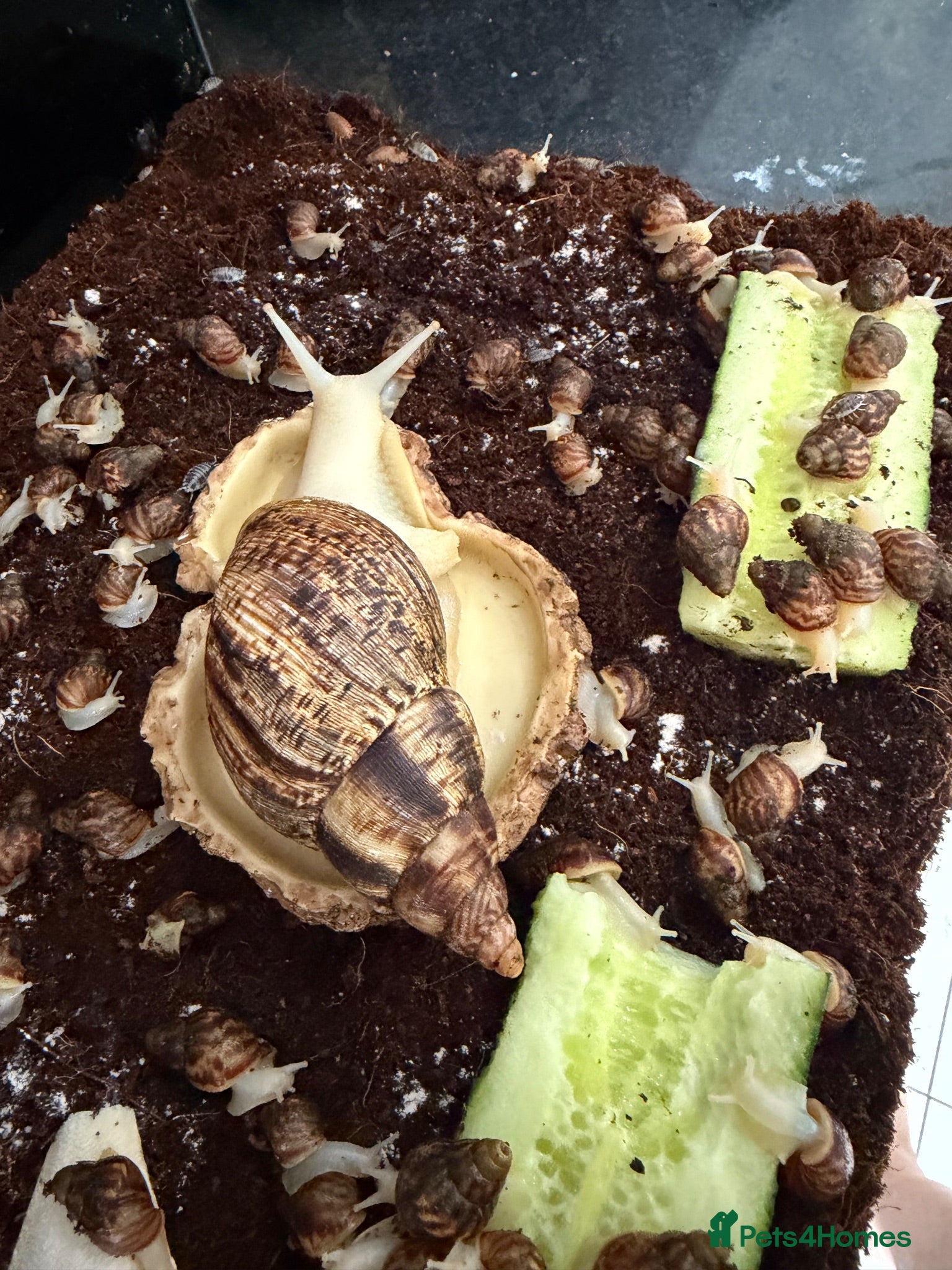 Snails invertebrates Beautiful Giant African Land Snails BABIES  - Advert 1