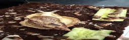 Snails invertebrates for sale: Beautiful Giant African Land Snails BABIES  - Advert 1