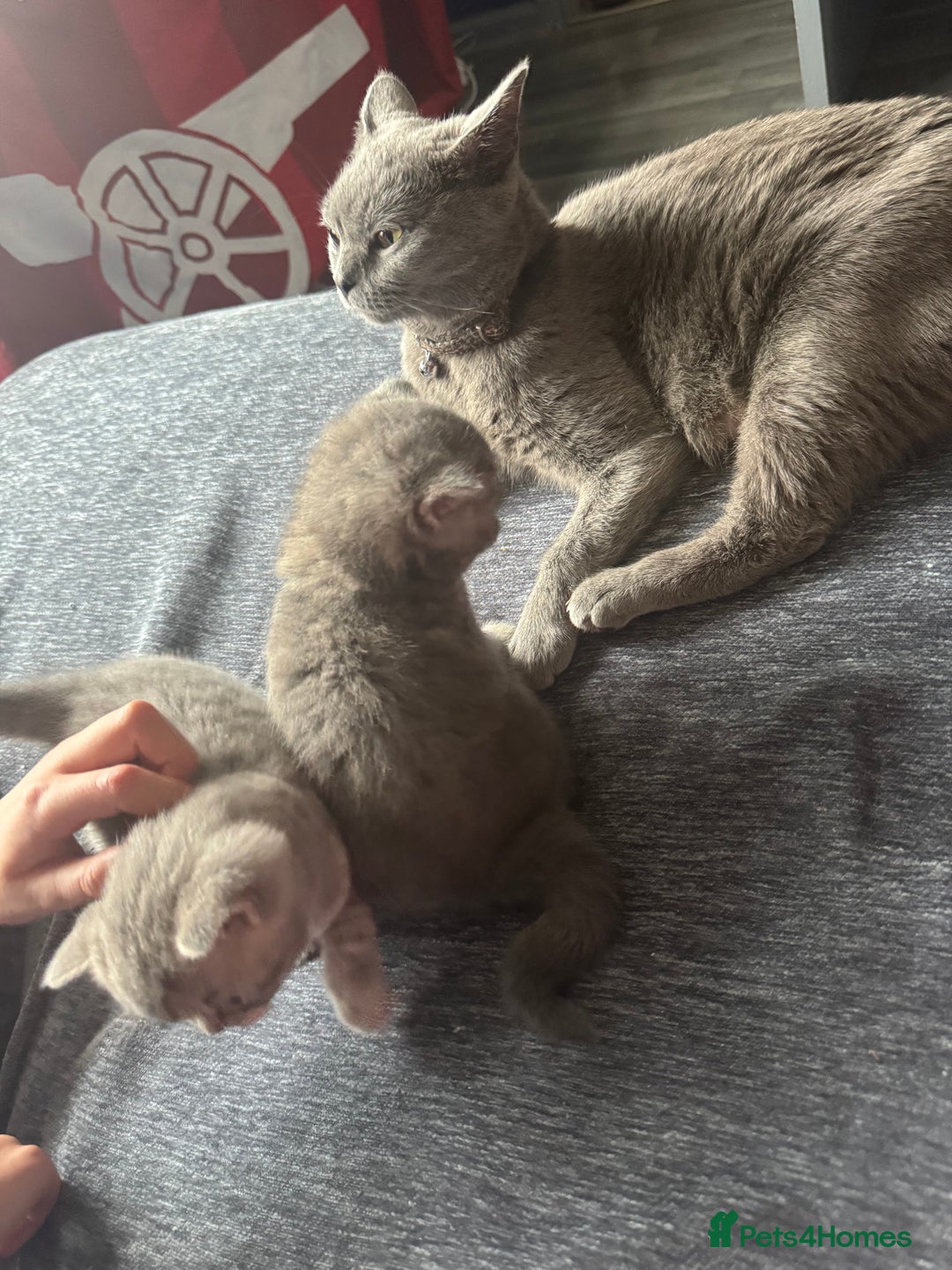British Shorthair cats for sale: 👉 British Shorthair Kittens – Ready 14 Feb - Advert 7