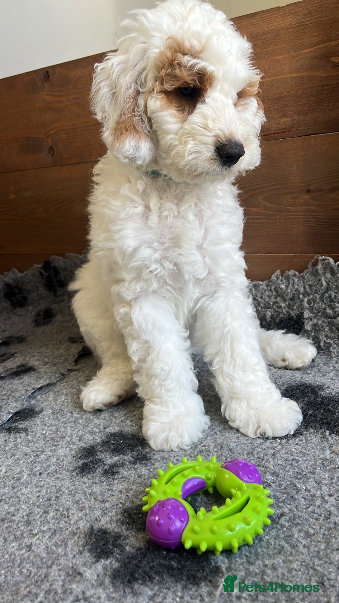 Australian Labradoodle dogs AUSTRALIAN LABRADOODLES - Great recommendations.  - Advert 2
