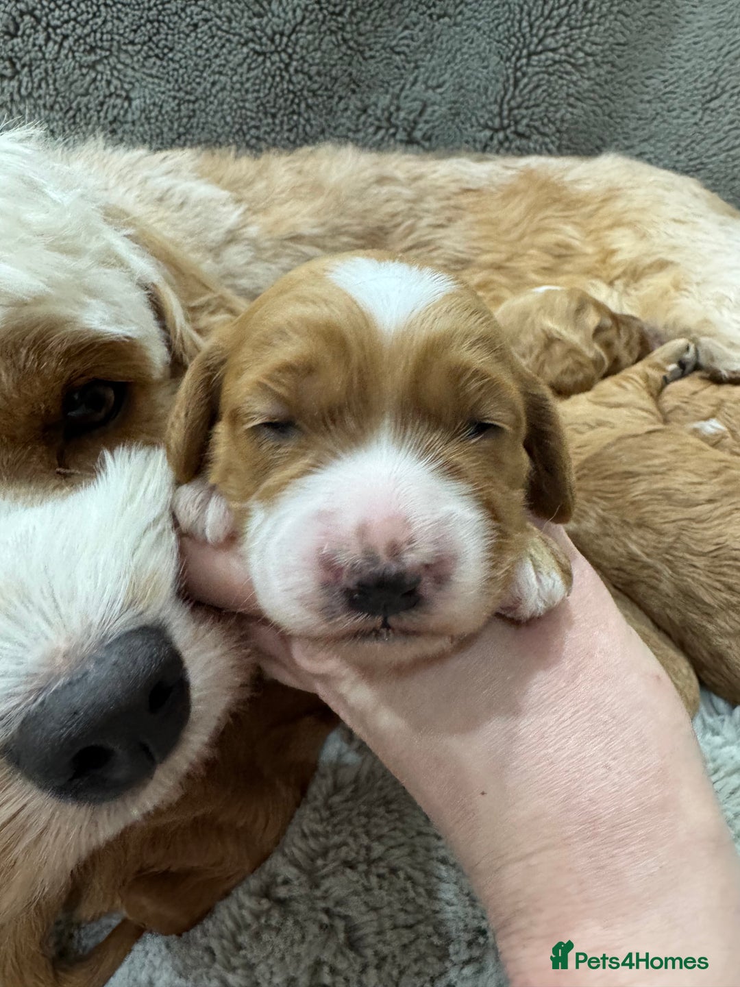 Cavapoo dogs for sale: Gorgeous health tested cavapoo puppies  - Advert 5