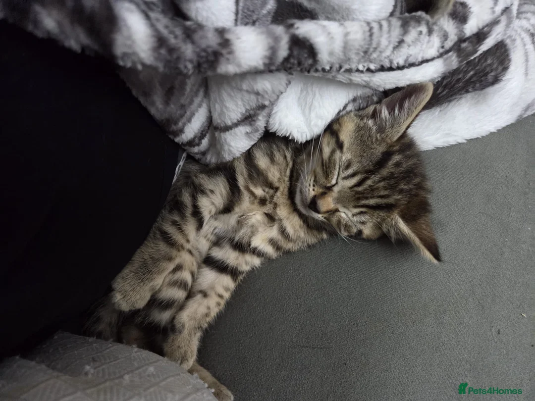 Mixed Breed cats for sale: 2 male kittens ready for their forever home. - Advert 8