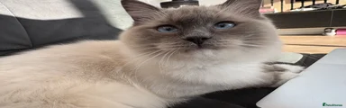 Ragdoll 1