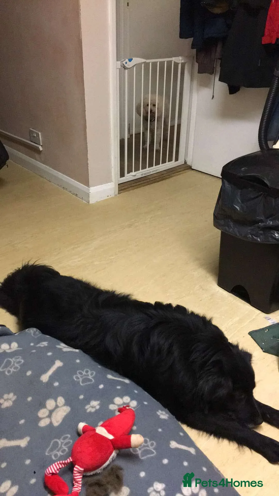 Mixed Breed dogs for adoption: Meet Hera, currently residing in Middlesex  in West Drayton - Advert 11