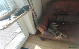 Mixed Breed cats for sale: Lovely Girl kitten  - Image 4