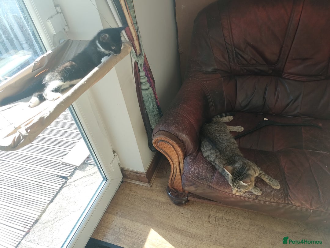 Mixed Breed cats for sale: Lovely Girl kitten  - Image 4