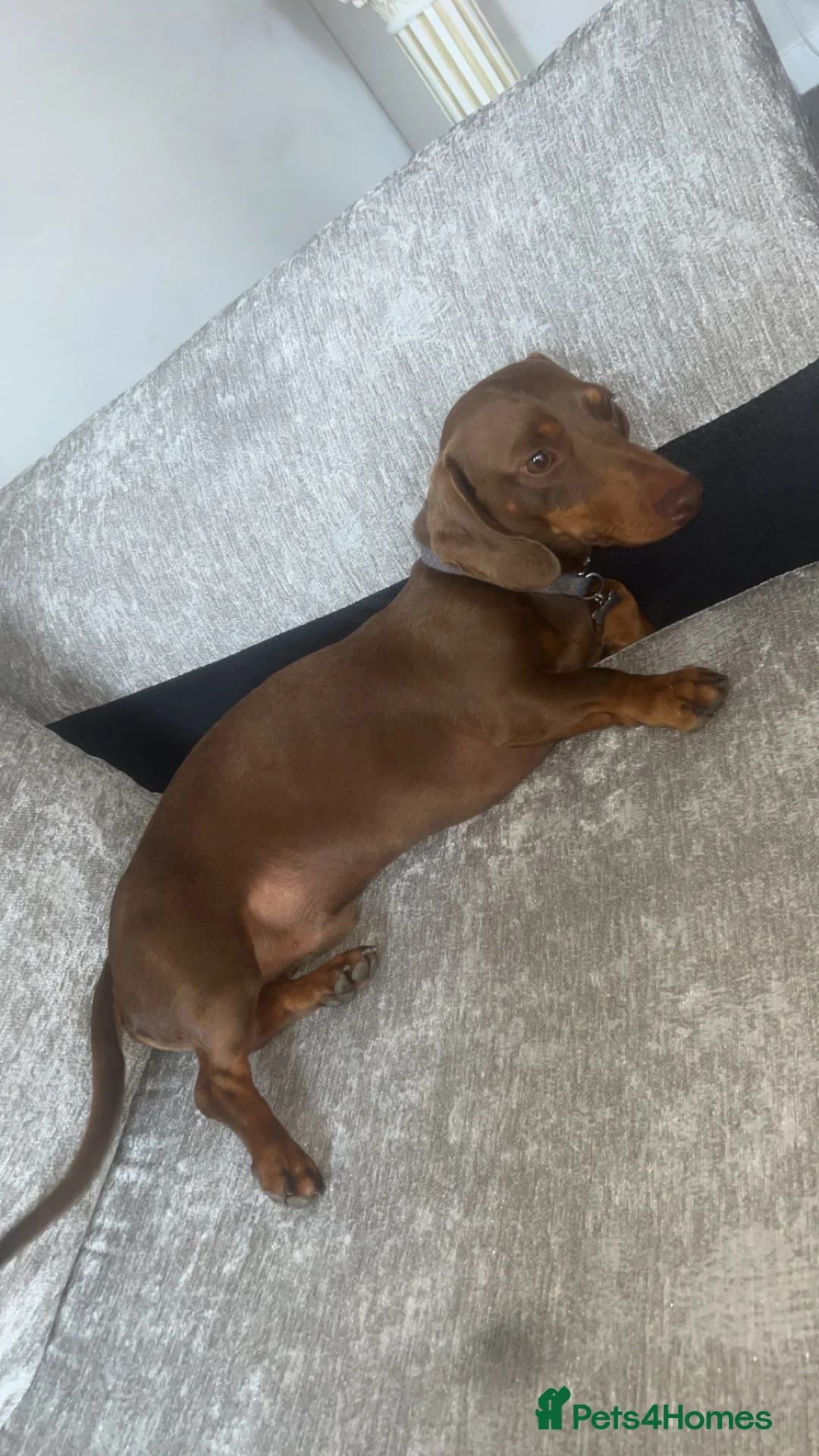 Miniature Dachshund dogs for sale: Male  in Evesham - Advert 3