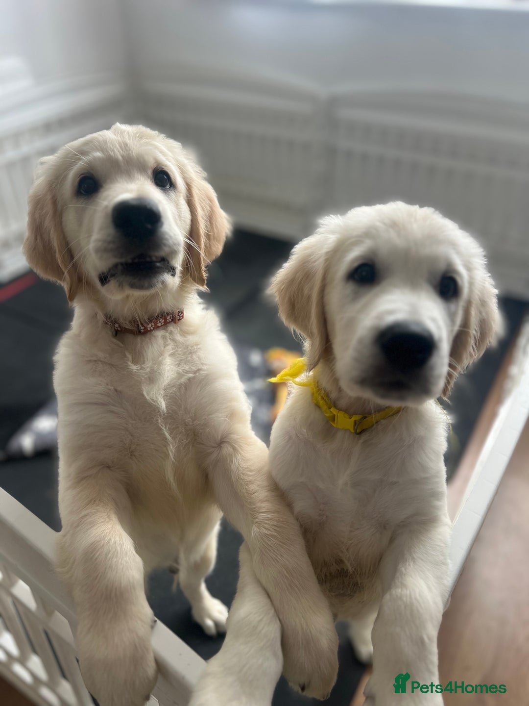 Golden Retriever dogs for sale: Only 2 left!Fully vaccinated !£1000 - Image 2