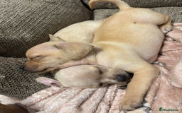 Chiweenie dogs for sale: chiweenie - Image 9