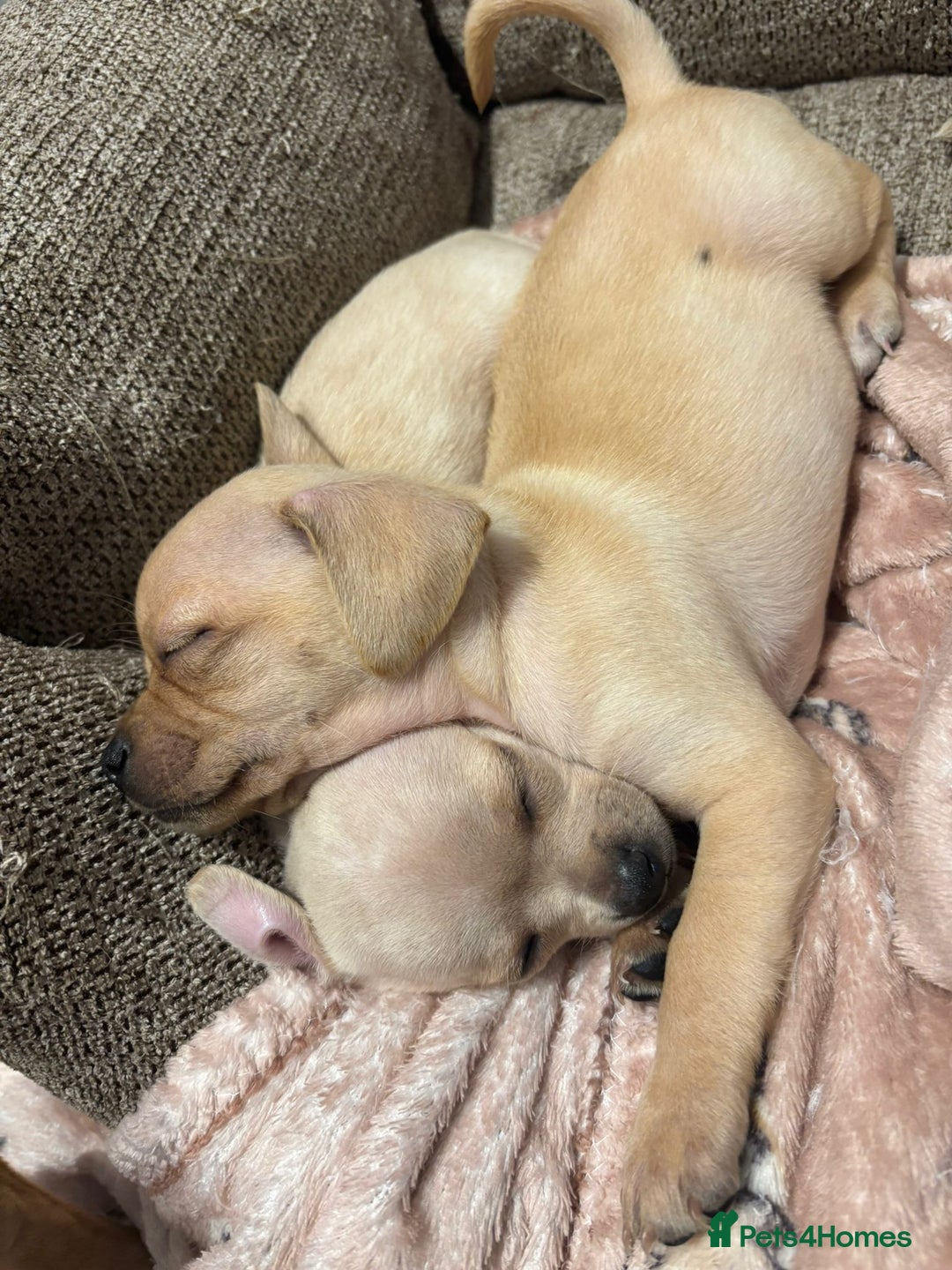 Chiweenie dogs for sale: chiweenie - Image 9