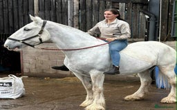 Shire horses for sale: Big Jazz !!  - Image 1