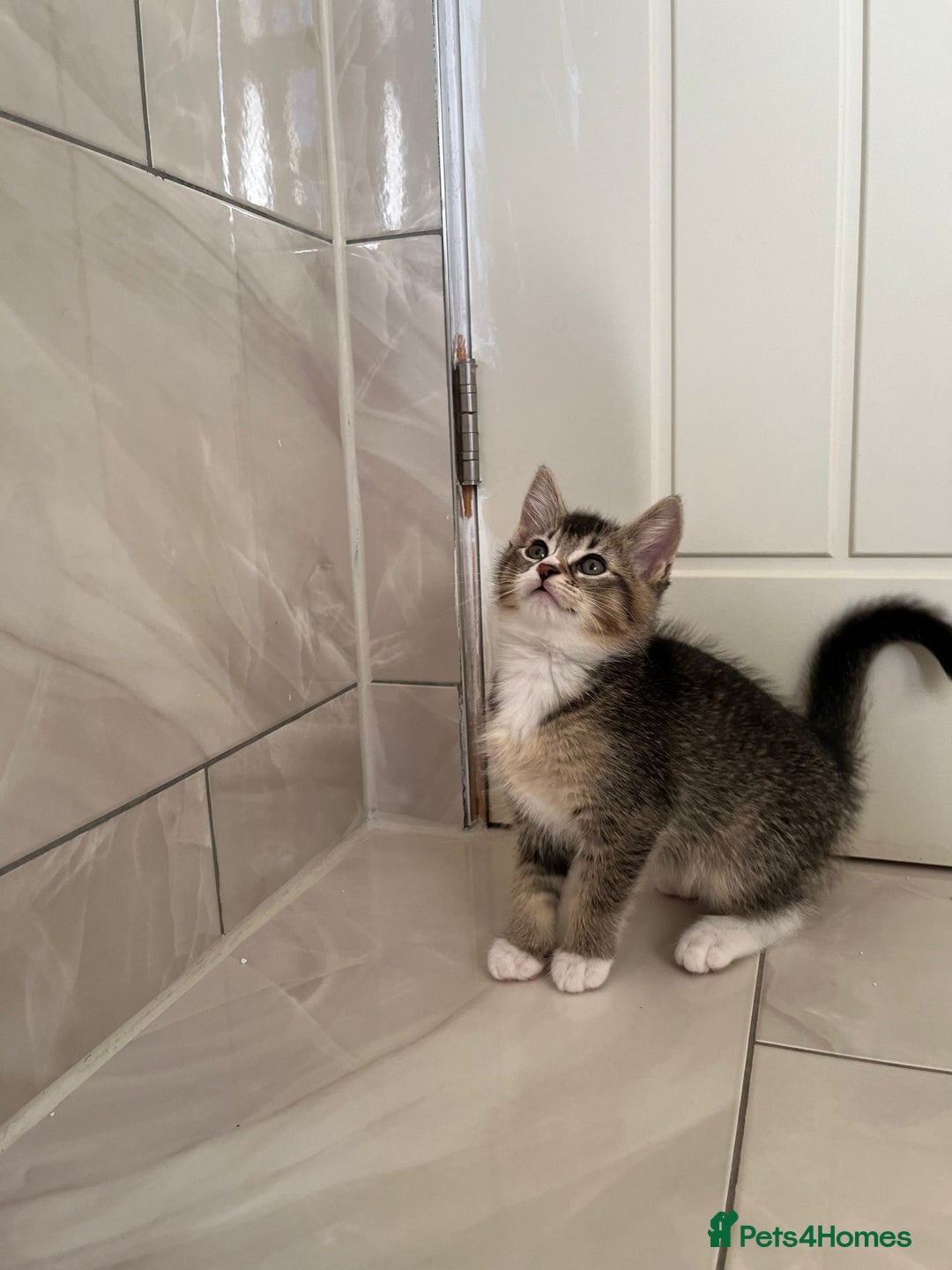 Mixed Breed cats for sale: 3 Female Kittens left from litter of 6  - Advert 5