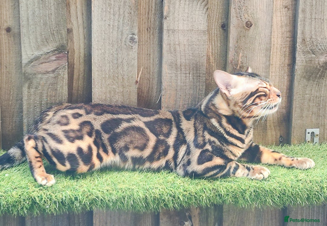 Bengal cats for stud: Rehoming 🔥 Clouded Bengal Stud TICA Amazing🔥 in Durham - Image 15