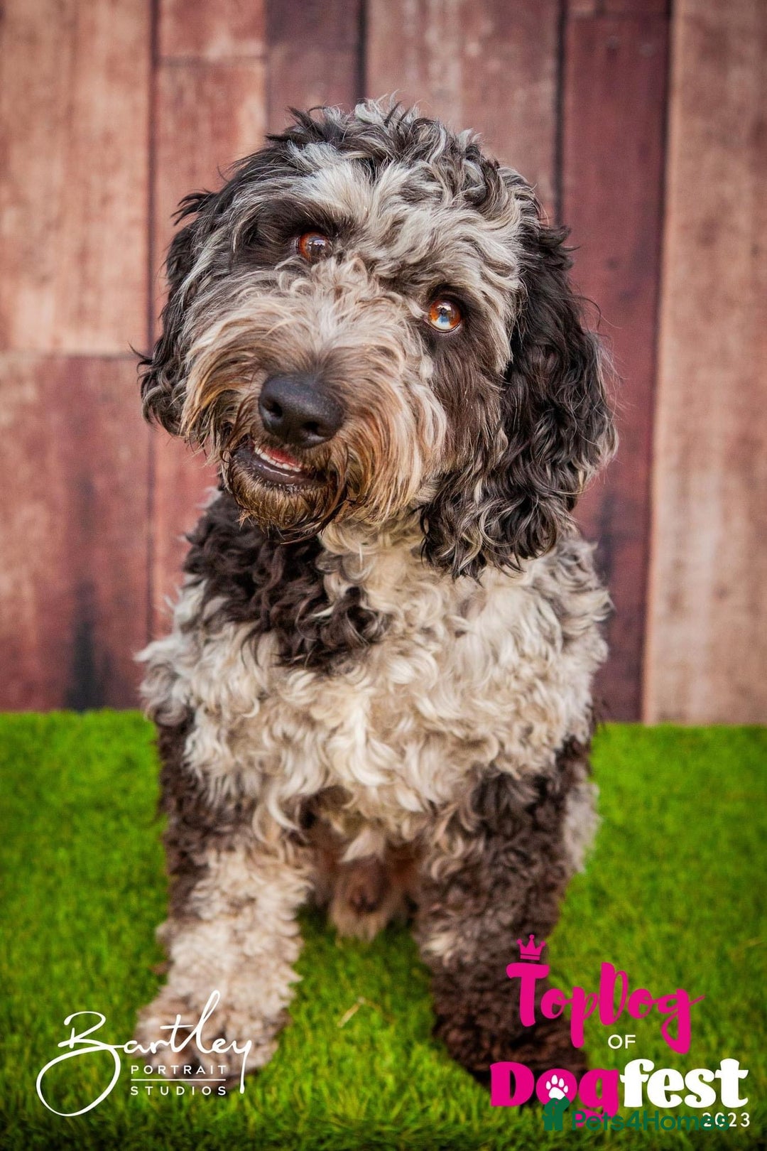 Cockapoo dogs for stud: Merle F1 Cockapoo (Proven) for stud in Penrith - Advert 12