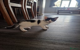 Mixed Breed cats for sale: 2 beautiful kittens  - Image 7