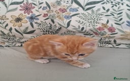 Domestic Shorthair cats for sale: Ginger kitten - Image 4