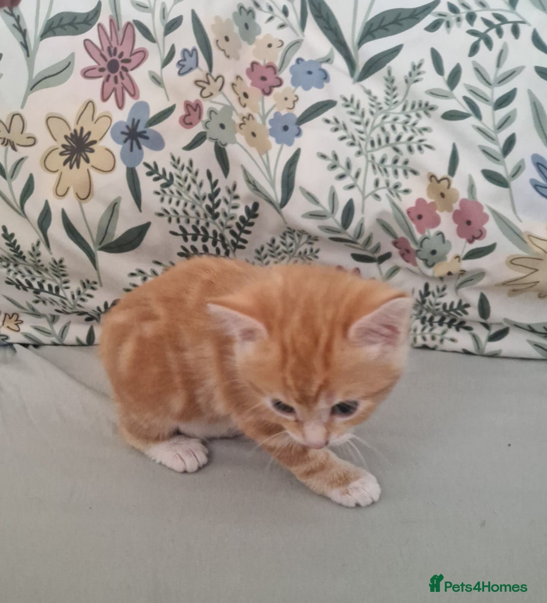 Domestic Shorthair cats for sale: Ginger kitten - Image 4