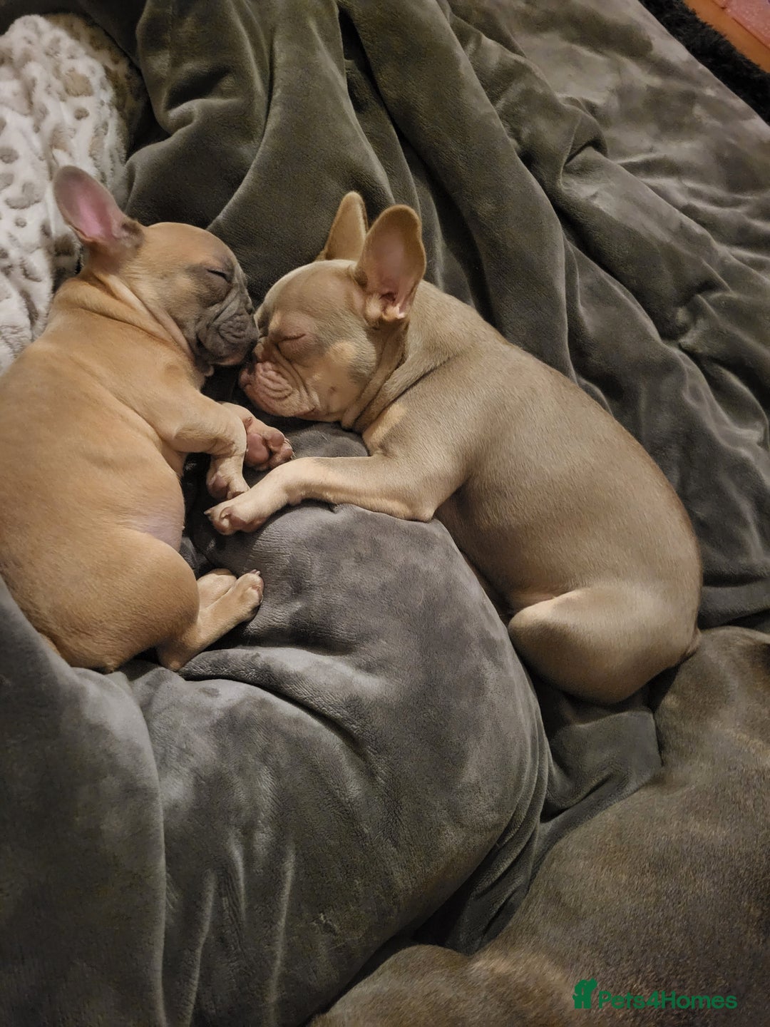 French Bulldog dogs for sale: Blue fawn frenchie baby - Advert 4