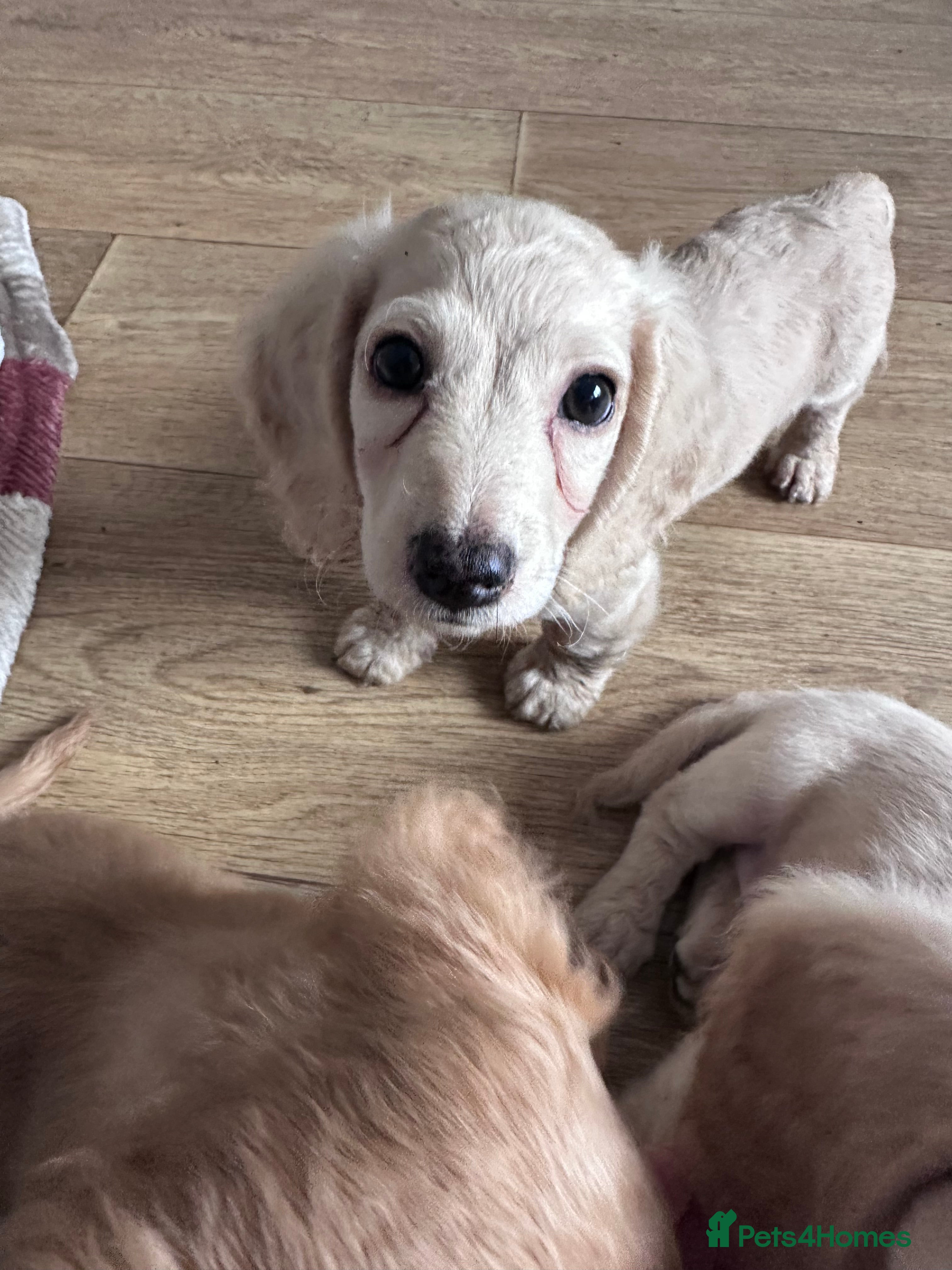 Miniature Dachshund dogs for sale: Miniature long haired dachshunds  - Advert 16