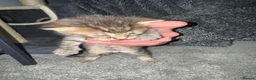 Mixed Breed cats for sale: Kittens  in Chesham - Advert 2