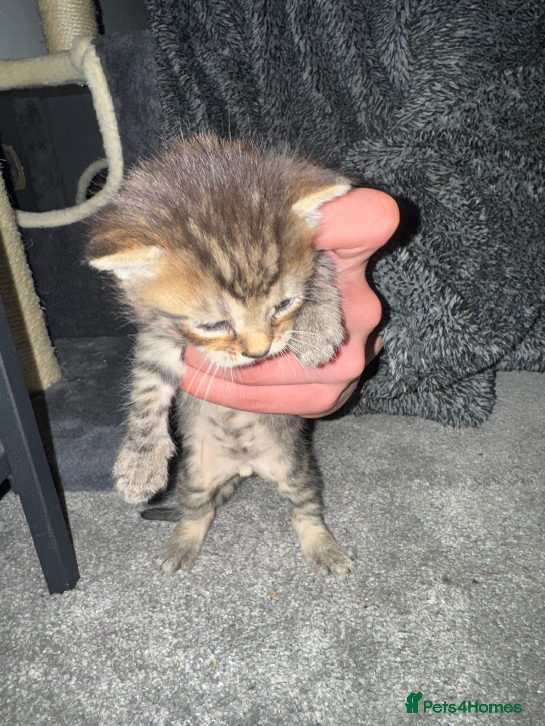 Mixed Breed cats for sale: Kittens  in Chesham - Advert 2
