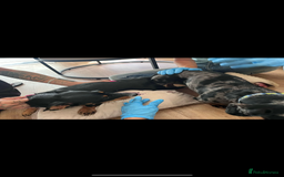 Dachshund dogs for sale: Female Dapple Dachshund   - Advert 5