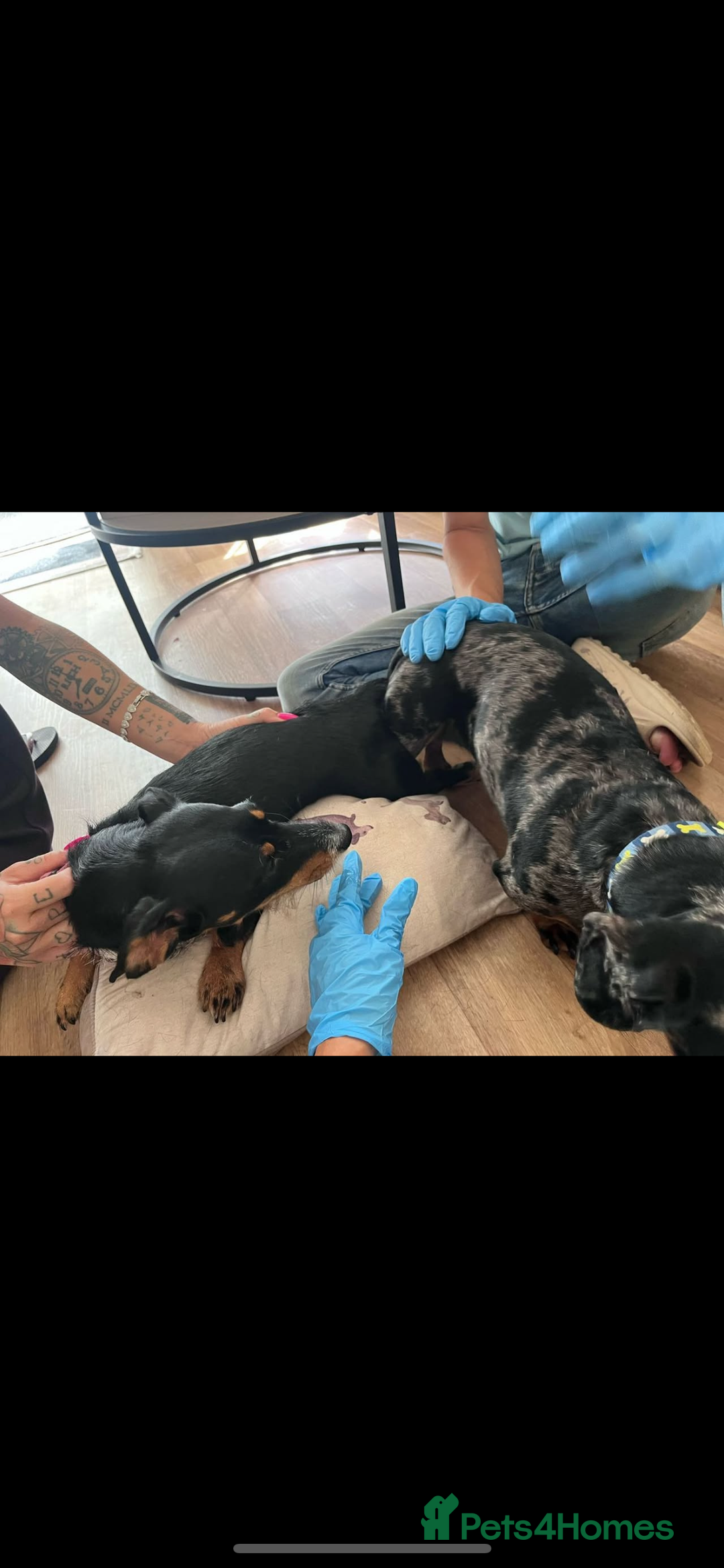 Dachshund dogs for sale: Female Dapple Dachshund   - Advert 5