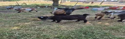 Goats livestock for sale: Pygmy goats  - Advert 9