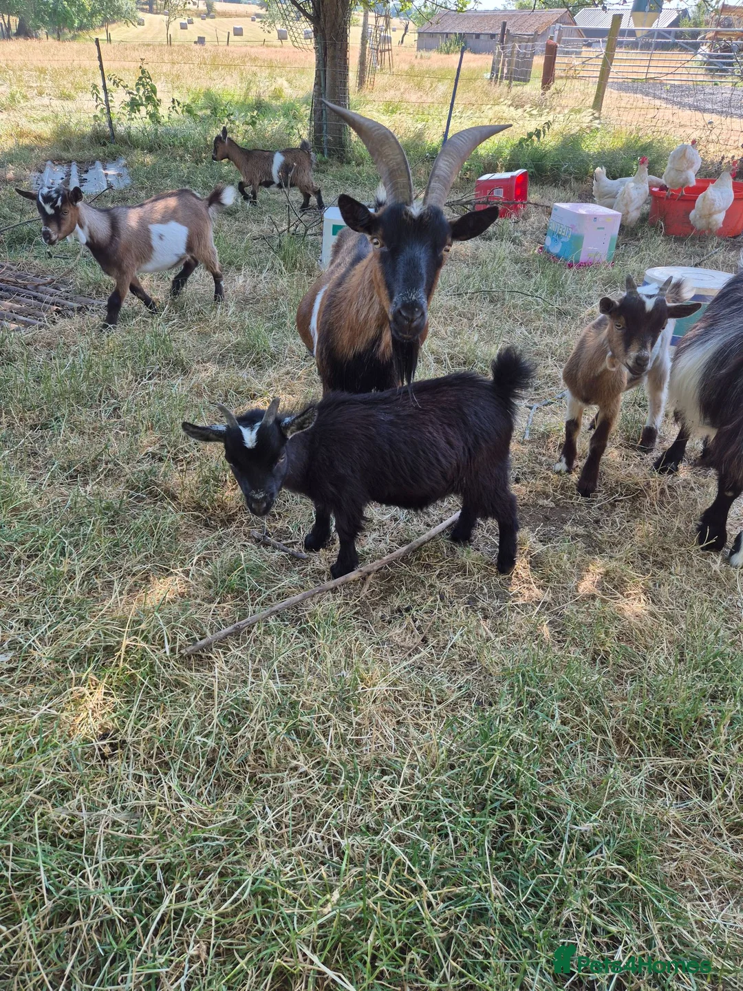 Goats livestock for sale: Pygmy goats  - Advert 9