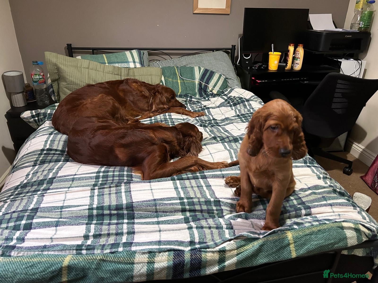 Irish Setter dogs for sale: Irish Setter Puppy - Advert 5