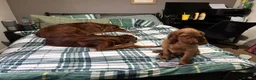 Irish Setter dogs for sale: Irish Setter Puppy - Advert 1