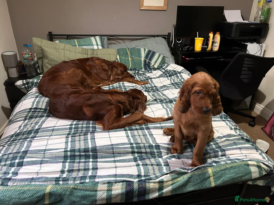 Irish Setter dogs for sale: Irish Setter Puppy - Advert 1