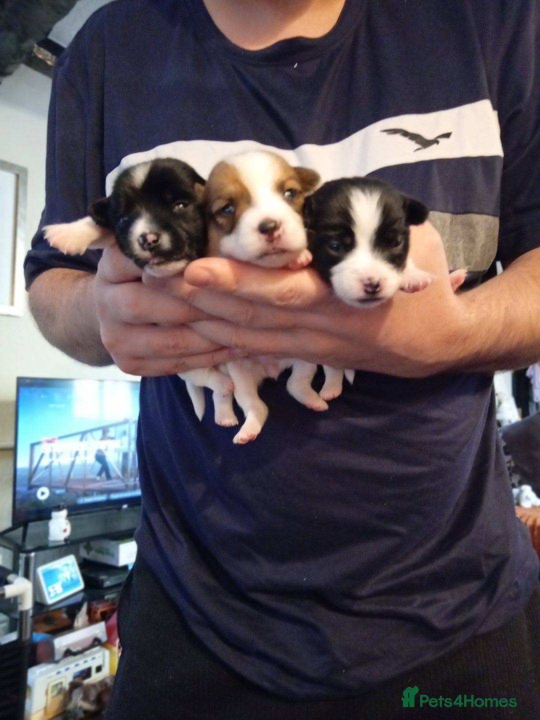 Jack Russell dogs for sale: 6 beautiful Jack russells available  - Advert 7