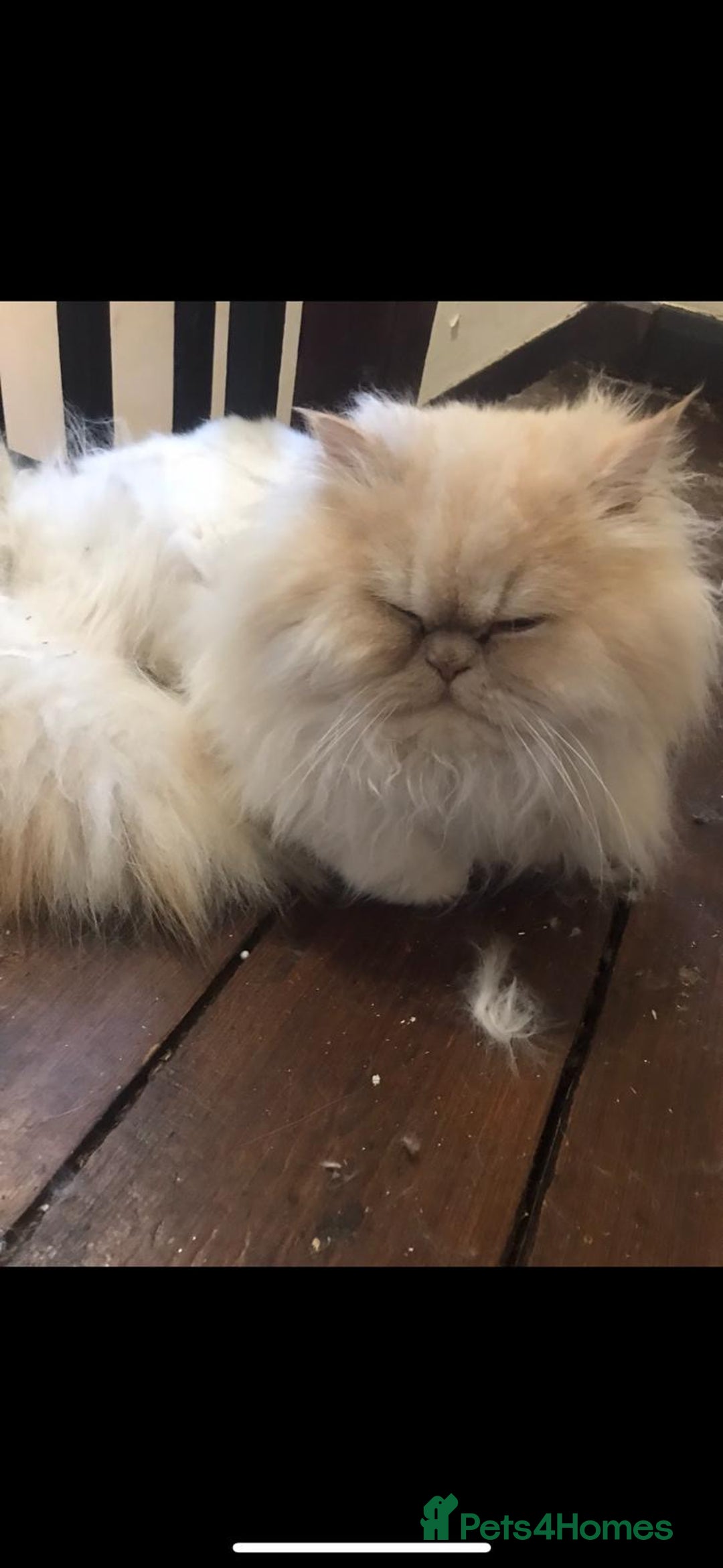 Persian cats for sale: Chinchilla Persians  - Advert 9