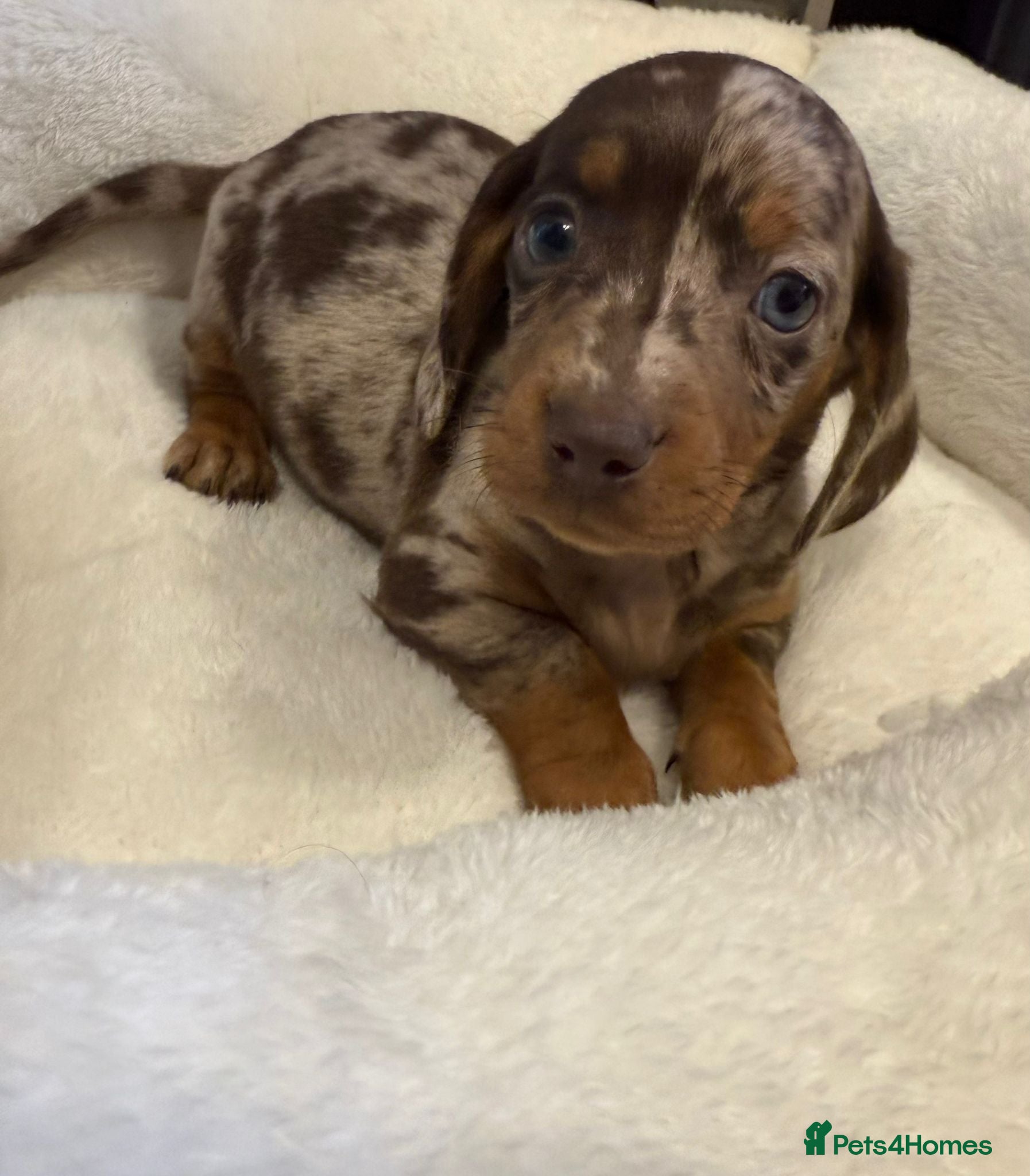 Dachshund dogs 2 gorgeous pups left available 🐶😊😍 - Advert 4