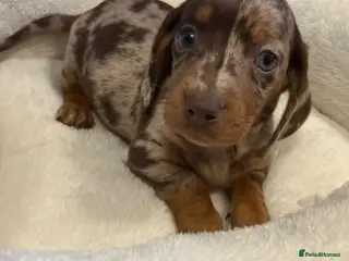 Dachshund dogs 2 gorgeous pups left available 🐶😊😍 - Advert 4